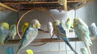 😱 インコが急に元気に？ケージを変えただけで起きた変化