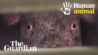 &lsquo;This is a place of death&rsquo;: the fight for a meat-free world | Human Animal