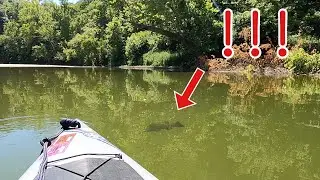 Big Smallies on Sugar Creek