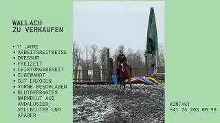 Cheval &agrave; vendre - Hongre espagnol 11 ans pour &eacute;quitation de travail - equirodi.ch