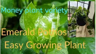 Moneyplant Care | Moneyplant Decoration | Easy Maintenance| Emerald Pothos @Dshouseplant-haven