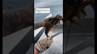 How to measure a Maine Lobster