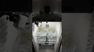 Drying DAY 5 - Permanent Marker 🥦 Fridge grow 2.0 #cannabisgrower #fridgegrow #dryferm