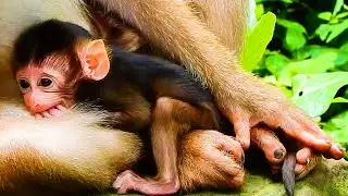 SO BIG HUNGRY... NEWBORN BABY OF LIBBY MONKEY, BUT LOOK SO CUTE!