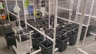 Recirculating deep water culture RDWC system clean and room sterilizing 2020