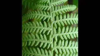 The Mathematical Patterns Found in Nature