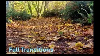Pacific Coast Fall Transitions