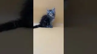 Jacky Black Smoke Blotched Tabby Maine Coon Male Kitten Available Now | Purebred Kitties