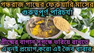 গন্ধরাজ গাছের ফেব্রুয়ারি মাসের পরিচর্যা/Gardenia flower plant care/Homemade fertilizer for Gandhraj.