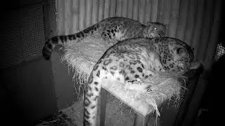 Snow Leopard CCTV Boxing Day LIVE 🔴 | Paradise Wildlife Park