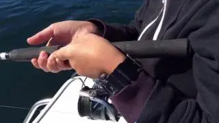 King fish in port hacking
