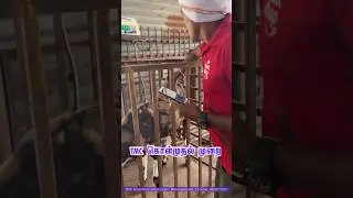 எங்கள் கொள்முதல் முறை - TMC Goat & Sheep Distribution Centre
