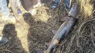 Amazing Fishing Techniques by Local People🐟🐟🐟🐟