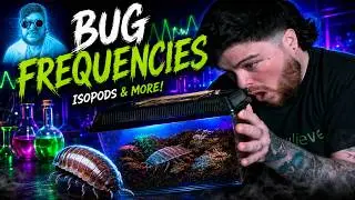 Setting up Isopod Enclosures! Isopods join the collection