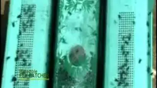 The Incredible Fly Catcher