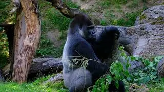 Amazing Gorilla in the Wild 🐾 | Wildlife Video
