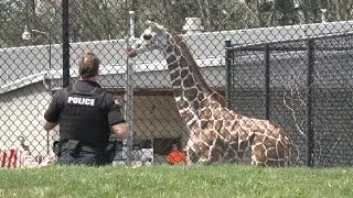 Fort Wayne Giraffe Escape