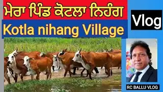 मेरा गांव कोटला निहंग | My Village #KotlaNihang #vlog