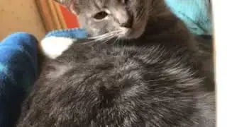 Cute cat