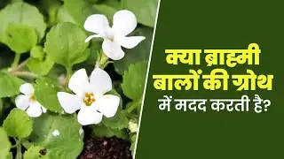 क्या ब्राह्मी उगाती है नए बाल? जानिए आयुर्वेदिक रहस्य | Brahmi For Hair Growth Explained
