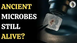 Scientists Discover 830-Million-Year-Old Microorganisms Still Alive | WION Podcast
