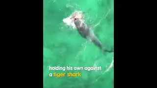 Tiger Shark vs Turtle