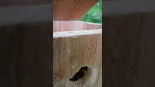 Blue Tit nest 2020