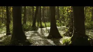 Tranquil Swamp Forest &ndash; Autumn Birdsong ASMR | Relaxing Nature in 4K