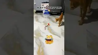 Kitten Plays with Toy for the First Time! 🐱❤️