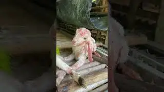 1 day old baby goat