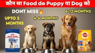 Puppy to dog Konsa dog food de : foods for 2 - 12 Months of puppy or dog