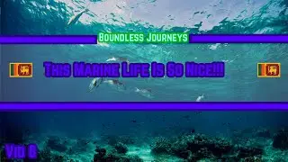 Sri Lankan Marine Life!