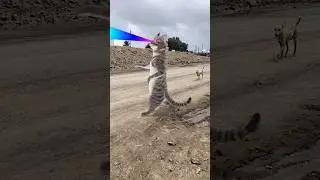 Billi boli meou cute cet 🐈🤪😇#funny #cet#shorts #viralshort