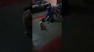 Desi poppy dog is best dog 🐕