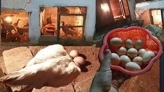 How Many Eggs Can A Broody Chicken Sit on
