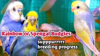 Rainbow Or Spengal Budgies Breeding Progress // rainbow budgies breeding result