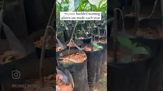 Nutmeg production unit