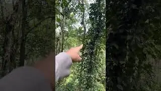 jackfruit tree from close kerala wayanad