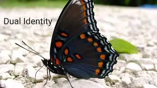 December Butterfly Spotlight @coffeewithbutterflies 