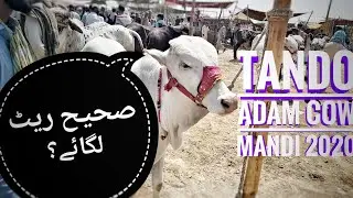 Tando Adam Cow Mandi 2020 | Latest Rates Updates | Bakra Eid 2020 | Qurbani Cows 2020 | Part 2
