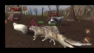 Playing Ultimate Wolf Simulator by Yamtar Simulator Games