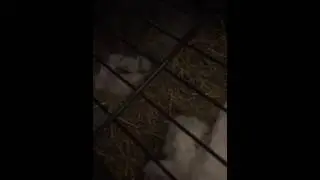 10 day old baby rabbits - first steps