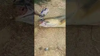 removing Muller frog hook #fisherman #public #YouTube shorts#fishing #viral #fish 🐠🎯💖🐸