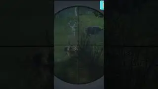 Baba domuz boynuna tek kurşun yavruları fena ka&ccedil;tı #keşfet #thehunter #hunter