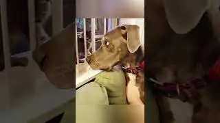 Cat bullying puppy😂😂 #funnyvideo #cutespets #cat #funny #petvs #cats #funnycats