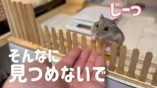 とっても見つめてくる　プリンこっちが照れます【ハムスター日常】