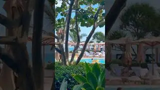 Morning 2025 Palm Beach Florida #palmbeach #floridaparadise #florida #resortlife #visitflorida