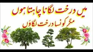 tree forming in Pakistan | trees | how to grow trees | tree | plant |