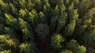woodVIDEO MP4