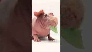 Ridiculously Good Looking Skinny Pig!